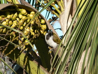 : Entomyzon cyanotis; Blue-faced Honeyeater