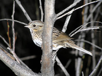 : Melospiza lincolnii; Lincoln's Sparrow