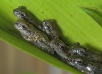 : Triprion petasatus; Casqueheaded Treefrog