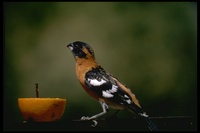 : Pheucticus melanocephalus; Black-headed Grosbeak