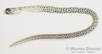 : Heteroconger lentiginosus