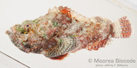 : Scorpaenopsis diabolus