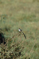 : Vidua macroura; Pin Tailed Whydah