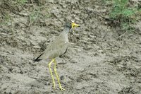 : Vanellus senegallus; African Wattled Lapwing