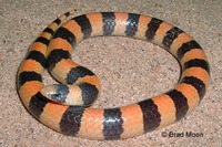 : Chilomeniscus cinctus; Variable Sand Snake