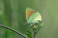 : Callophrys dumetorum var. perplexa; Perplexing Hairstreak