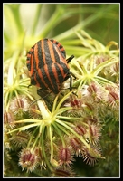 : Graphosoma lineatum