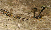 : Megarhyssa atrata; Giant Ichneumon Wasp