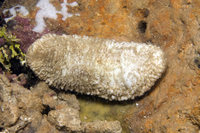 : Holothuria jousseaumi