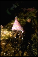 : Pagurus granosimanus; Hermit Crab