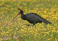 Northern Bald Ibis