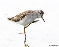 Wood Sandpiper