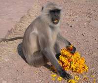 Hanuman Langur (Presbytis entellus) 2005. január 5. Ranthambhore National Park, Fort