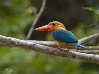 Stork-billed Kingfisher Scientific name - Halcyon capensis (endemic gouldi race)