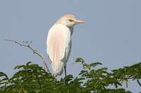 Cattle Egret