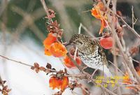 호랑지빠귀  White's ground thrush