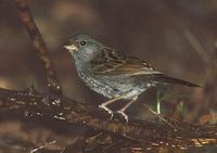 Gray Bunting (Emberiza variabilis) photo