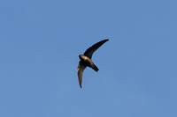 Himalayan Swiftlet