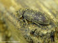 Xestobium rufovillosum - Death Watch Beetle