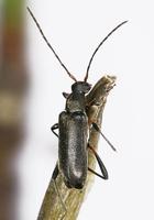 Grammoptera ruficornis