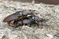 Rhaesus serricollis