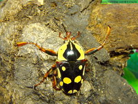 Cheirolasia burkei