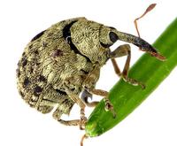 Cionus hortulanus