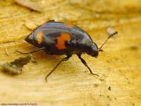 Scaphidium quadrimaculatum