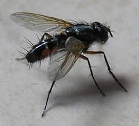 Mintho rufiventris