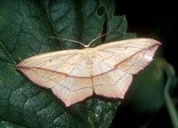 Timandra griseata