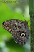 Caligo eurilochus sulanus