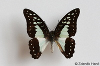 Graphium eurypylus lycaonides