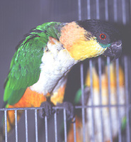 Black-Headed Caique (Pionites melanocephala)