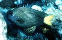 Microspathodon chrysurus, Yellowtail damselfish: fisheries, aquarium