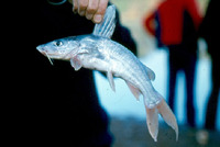 Chrysichthys johnelsi, :
