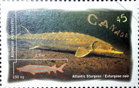 Acipenser oxyrinchus oxyrinchus, Atlantic sturgeon: fisheries, aquarium