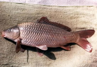 Cyprinus carpio haematopterus, Amur carp: fisheries