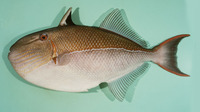 Xanthichthys caeruleolineatus, Bluelined triggerfish: fisheries
