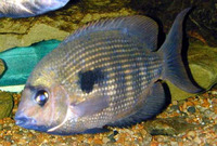 Paretroplus maculatus, :