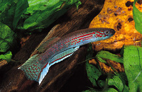Aphyosemion pascheni pascheni, :