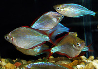 Melanotaenia praecox, Dwarf rainbowfish: aquarium