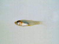 Gymnapogon japonicus, :