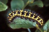 Saturnia pavonia - Emperor Moth