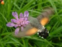 Macroglossum stellatarum - Humming-bird Hawk-moth