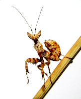 Creobroter pictipennis