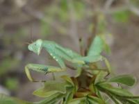 Sphodromantis gastrica