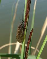 Sialis lutaria - Alderfly
