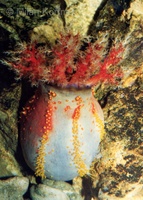 Pseudocolochirus violaceus - Australian Sea Apple