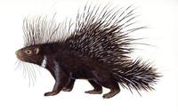 Image of: Hystrix cristata (North African crested porcupine)