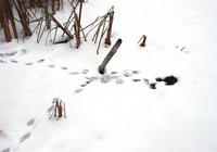 Image of: Ondatra zibethicus (muskrat)